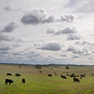 cows and climate change